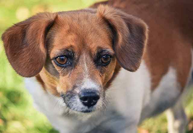 obesidade em cães e gatos